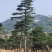 自然园林景观松基地，精品造型油松，造型黑松，基地直供