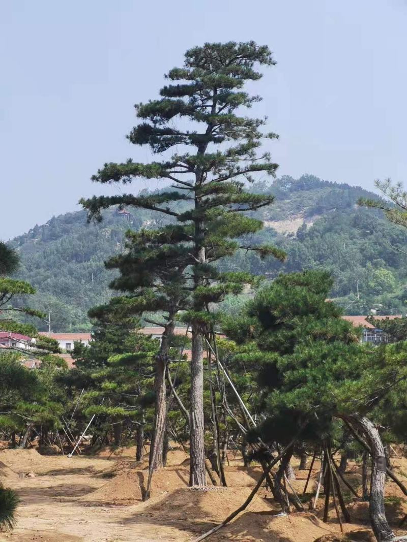 自然园林景观松基地，精品造型油松，造型黑松，基地直供