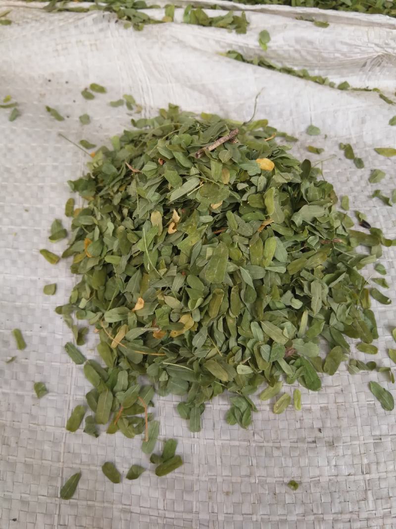 相思叶甜鸡骨草相思藤叶甜鸡骨草叶可冲茶