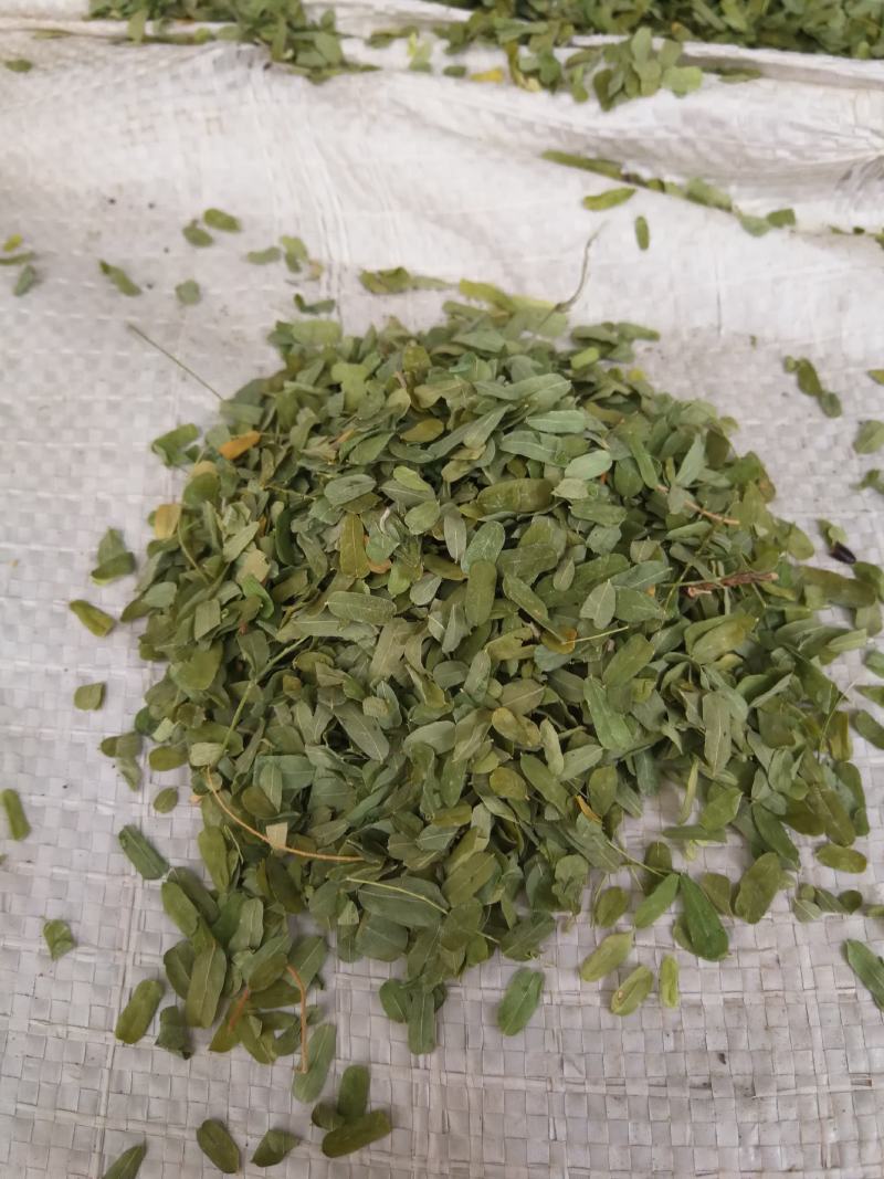 相思叶甜鸡骨草相思藤叶甜鸡骨草叶可冲茶