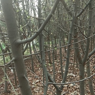 绿化苗木，木瓜树，定植苗，根系好，易成活，四公分