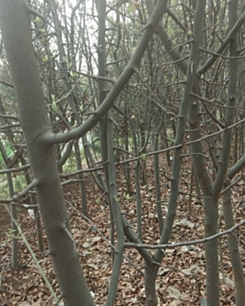 绿化苗木，木瓜树，定植苗，根系好，易成活，四公分