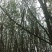 绿化苗木，木瓜树，定植苗，根系好，易成活，四公分