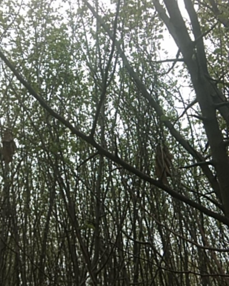 绿化苗木，木瓜树，定植苗，根系好，易成活，四公分