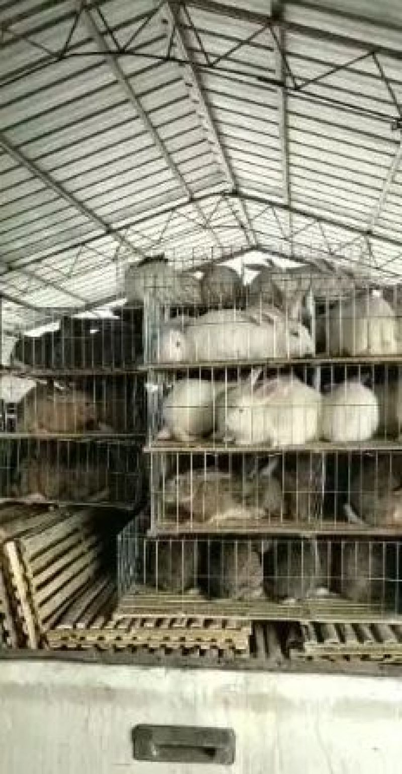 诚信商家货到付款种兔肉兔宠物兔长毛兔公羊兔