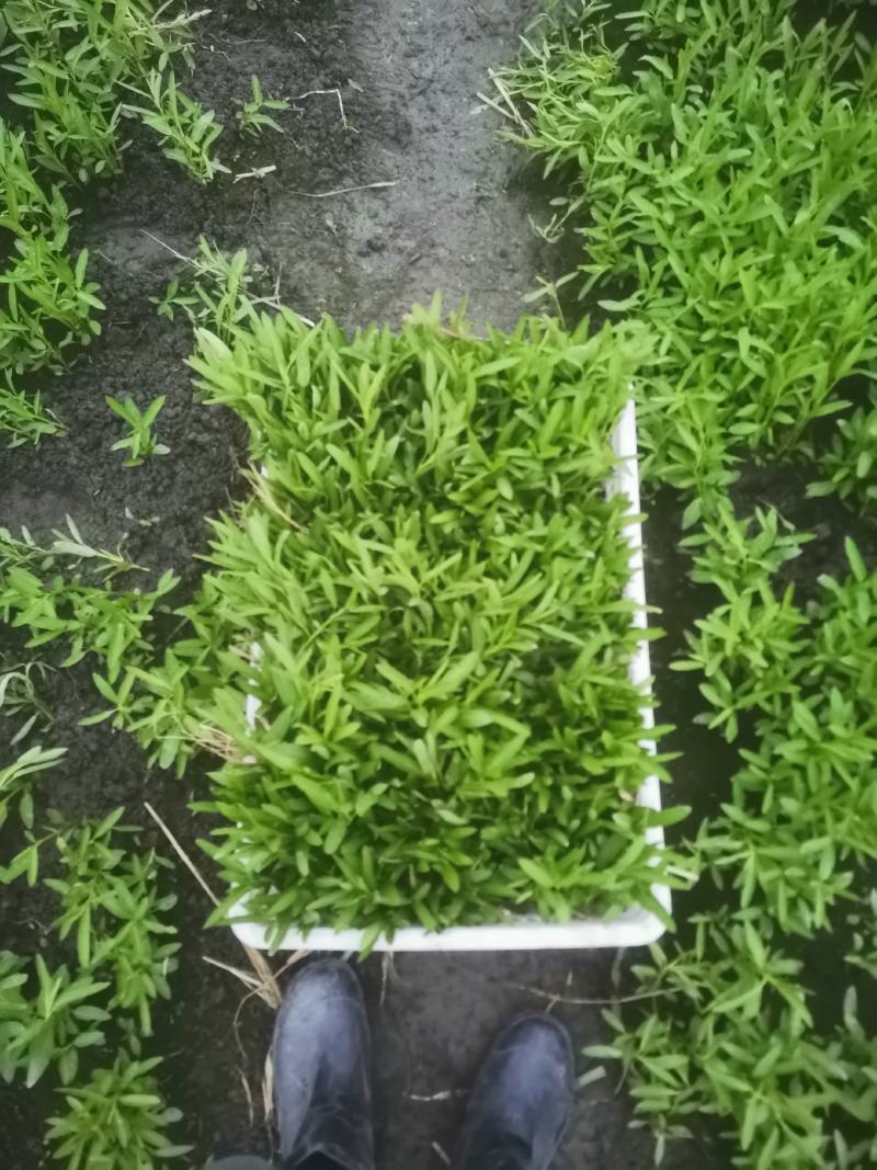 资格炮杆子空心菜苗，量大从优，