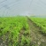 资格炮杆子空心菜苗，量大从优，