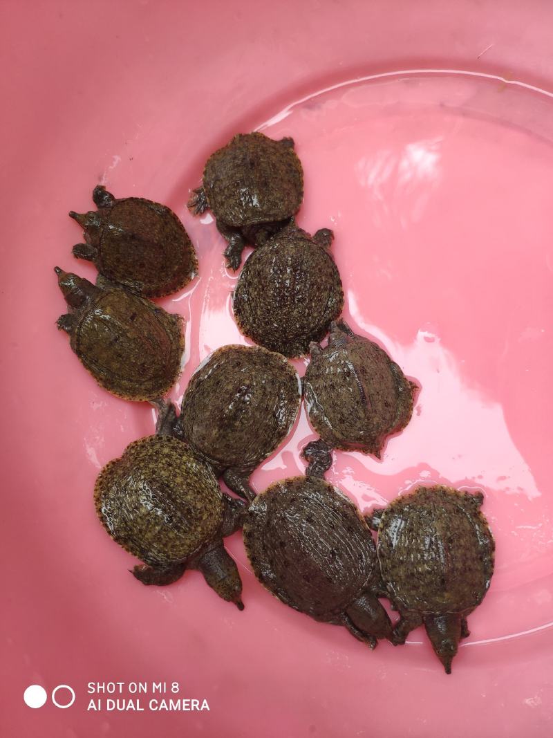 甲鱼苗，大量现货批发，全国发货。