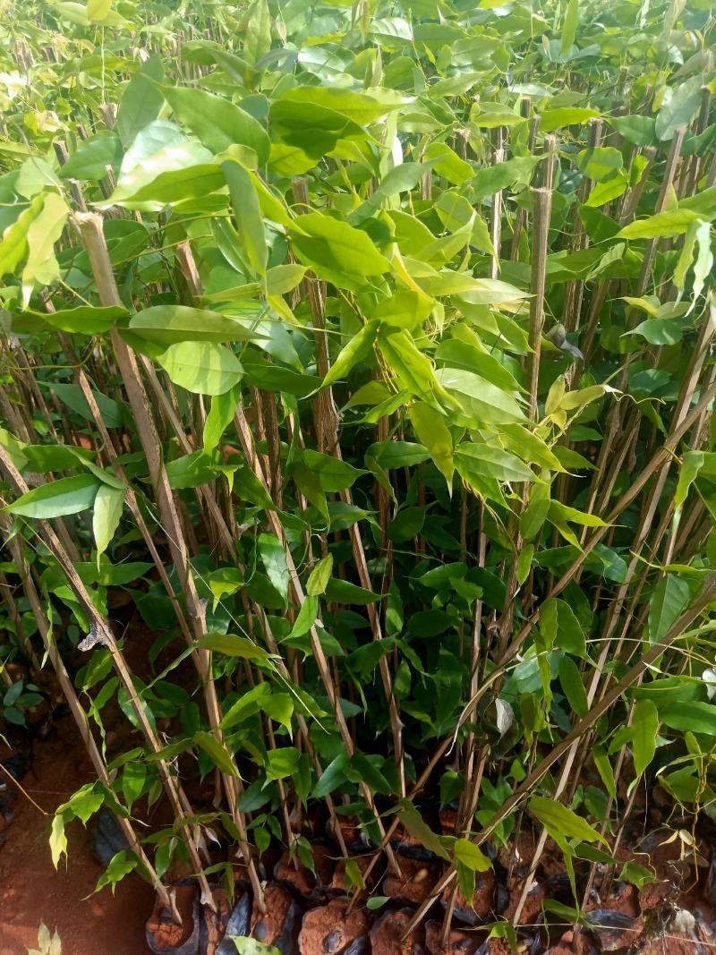 油麻藤\花草地被苗灌木