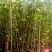 油麻藤\花草地被苗灌木