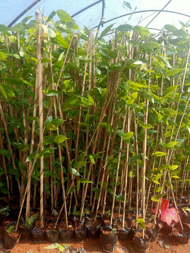 油麻藤\花草地被苗灌木
