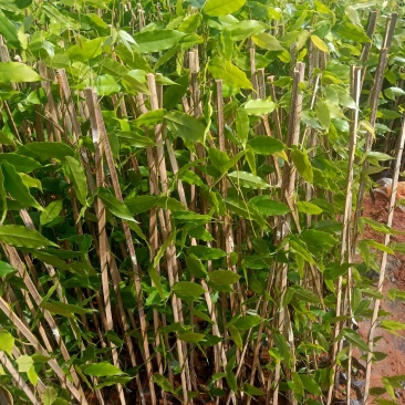 油麻藤\花草地被苗灌木