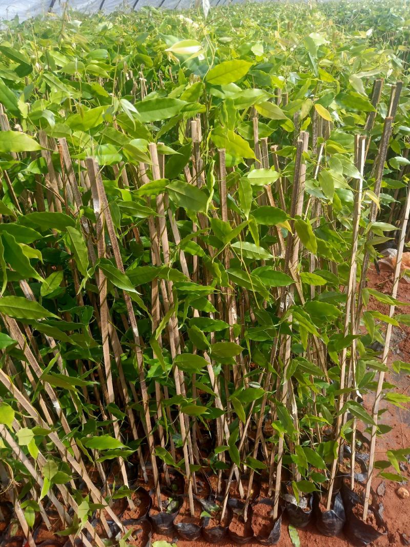 油麻藤\花草地被苗灌木