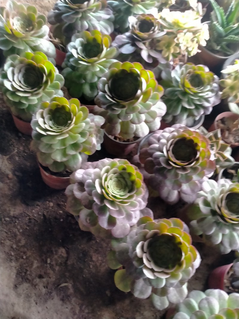 广州花山东货批发基地