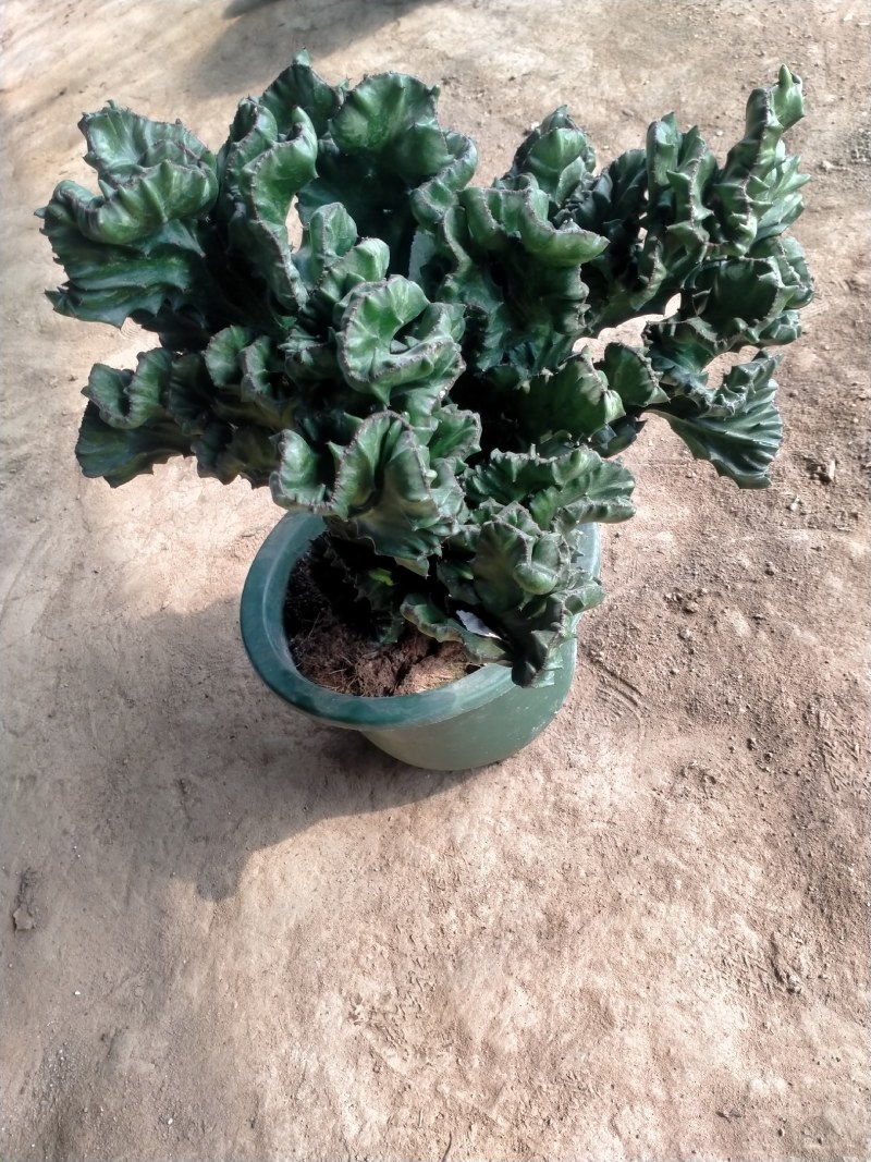 广州花山东货批发基地