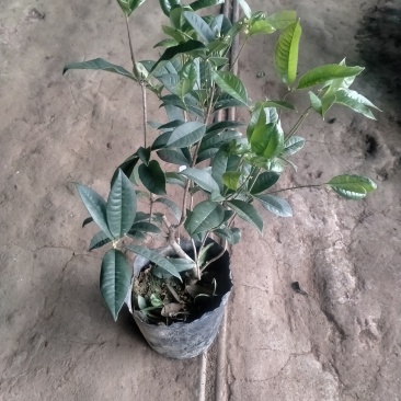 四季桂花郭堡花卉批发基地