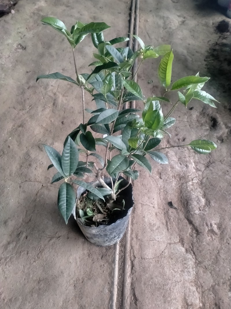 四季桂花郭堡花卉批发基地