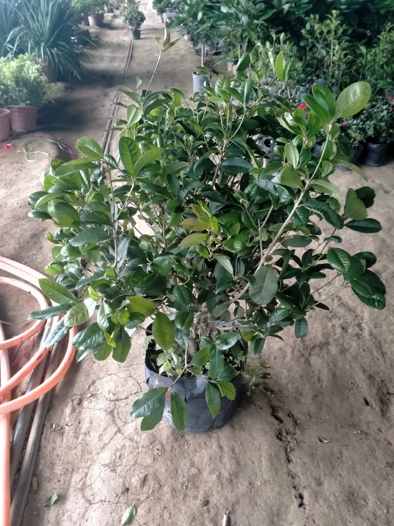 四季桂花郭堡花卉批发基地
