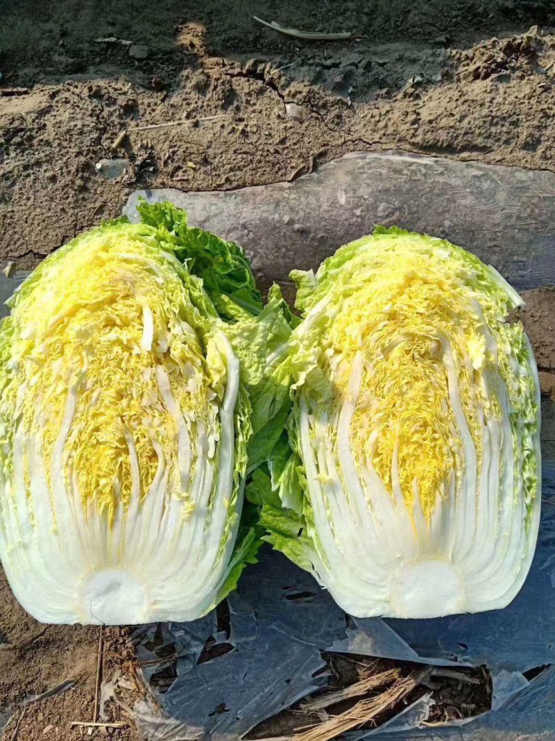 黄心大白菜大量供货中质量保证各种包装齐全一条龙服务