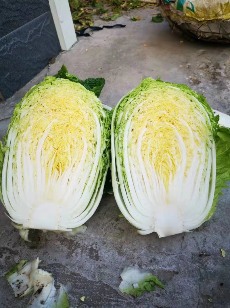 黄心大白菜大量供货中质量保证各种包装齐全一条龙服务