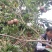 人心果果苗树苗水果树四季南方北方盆栽地栽庭院阳台种植当年
