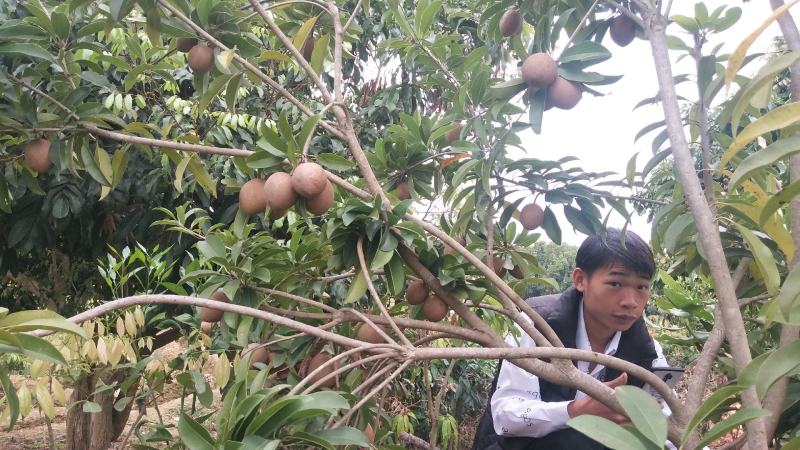 人心果果苗树苗水果树四季南方北方盆栽地栽庭院阳台种植当年