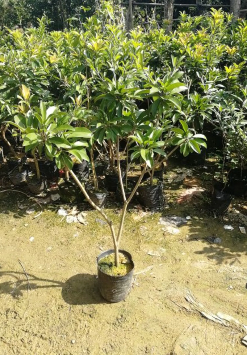 人心果果苗树苗水果树四季南方北方盆栽地栽庭院阳台种植当年