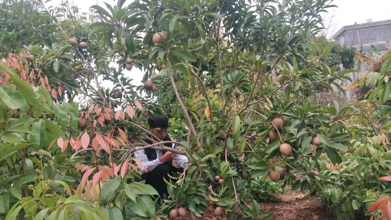人心果果苗树苗水果树四季南方北方盆栽地栽庭院阳台种植当年
