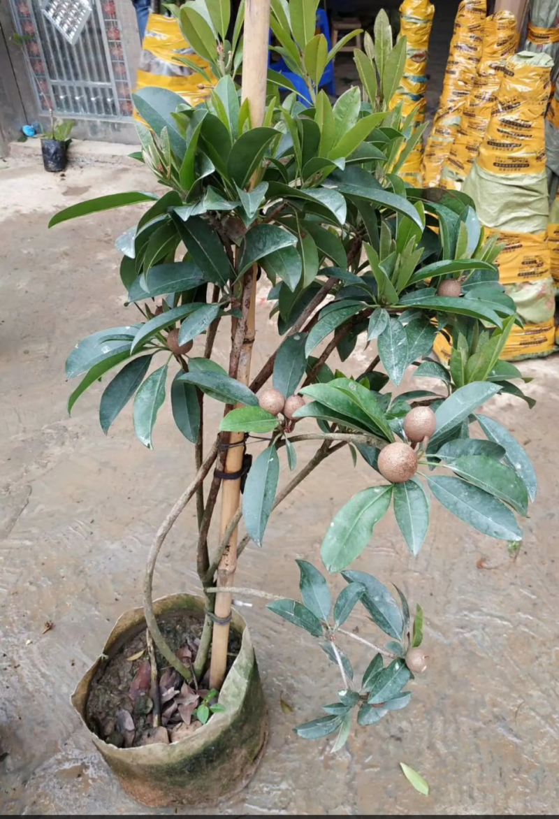 人心果果苗树苗水果树四季南方北方盆栽地栽庭院阳台种植当年