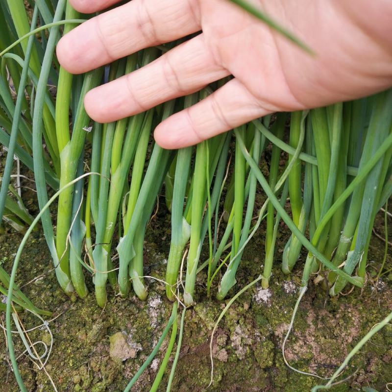 葱苗大棚种植铁杆钢葱葱苗，一代二代都有联系价更优