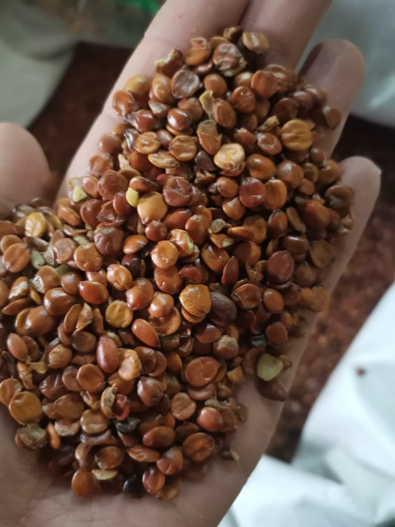 酸枣仁进口枣仁无硫熏规格齐全中药材批发零售