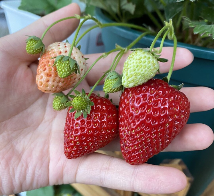 草莓从花朵到果实的生长过程