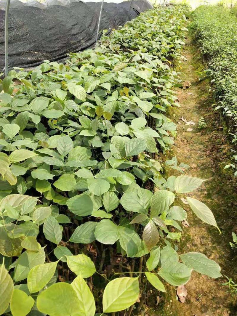 鸡血藤扦插营养杯苗靓苗种植成活率高生长快