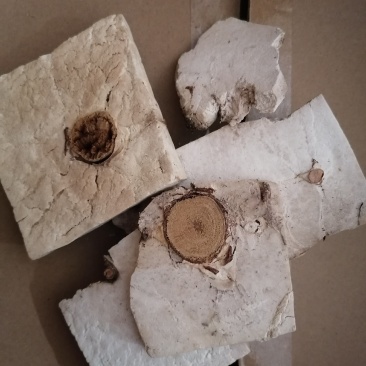 茯神木茯神中药材茯神片批发各种中药材质量保证