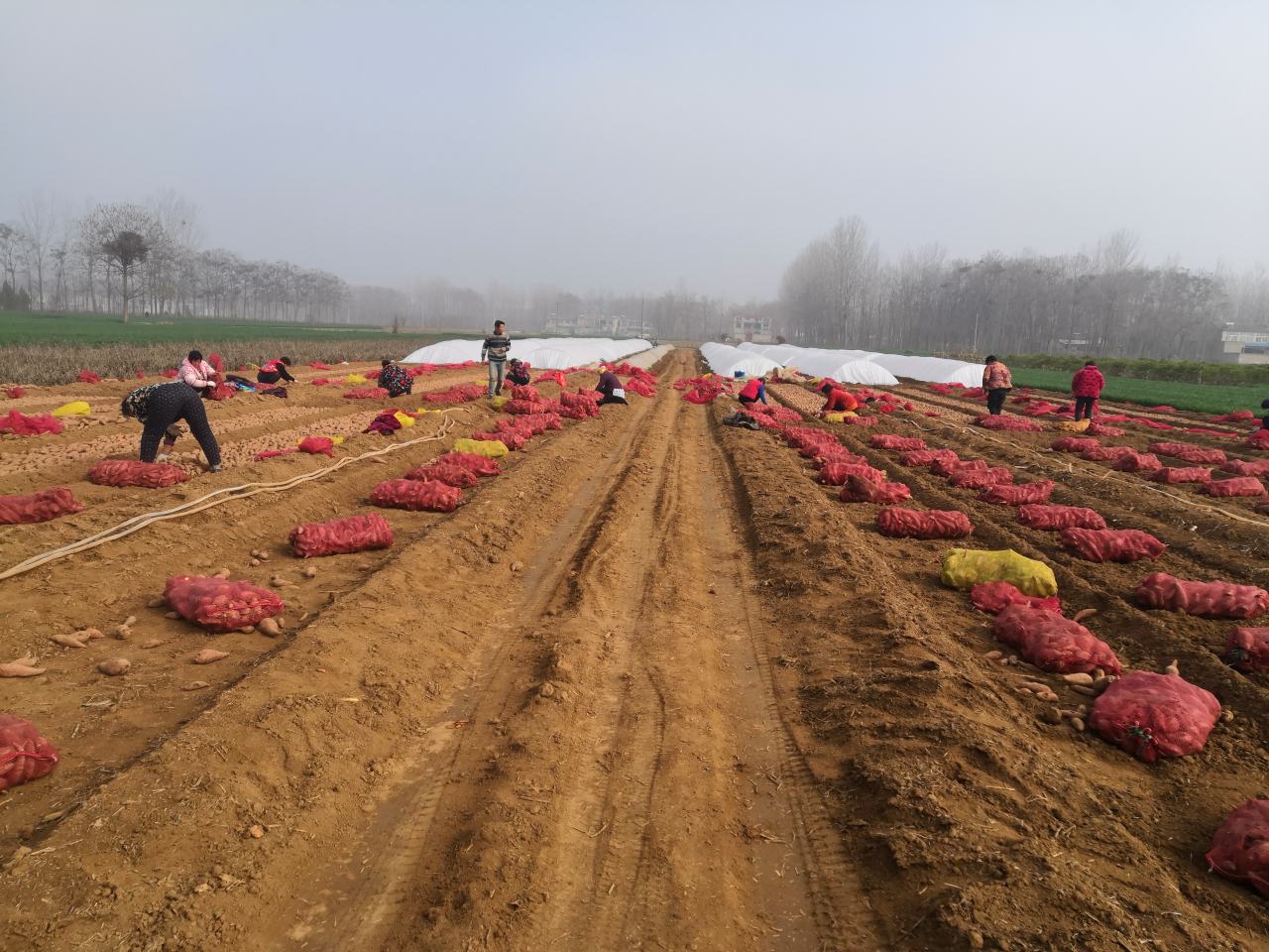 农民在田间采收西瓜红红薯,篮子里堆满了新鲜的红薯,背景是阳光下的田野 西瓜红红薯采收现场