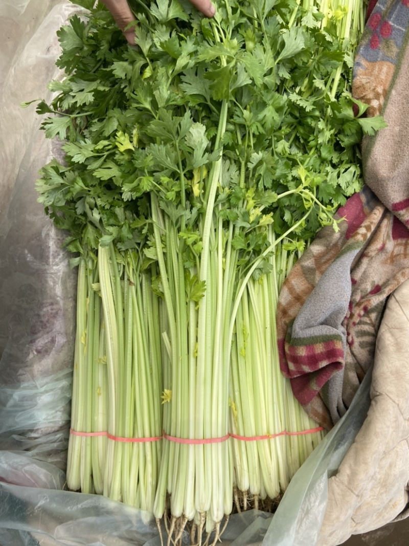 精品香芹，细条九两到一斤左右价格稳定！！