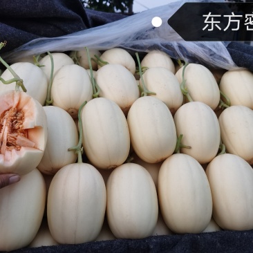 东方密/红金蜜甜瓜香瓜，产地直销，欢迎老板来采购