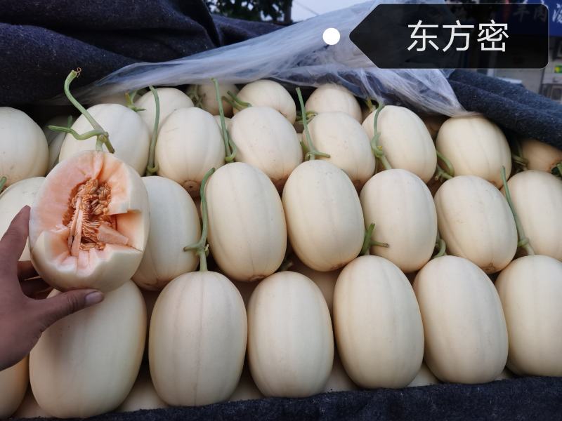 东方密/红金蜜甜瓜香瓜，产地直销，欢迎老板来采购