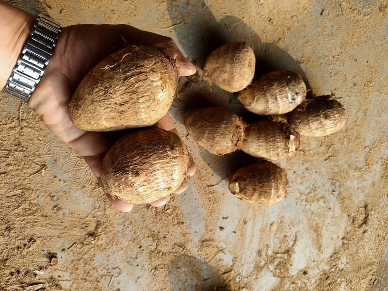 毛芋头大量供应8520芋头新鲜上市沙地种植全国发货