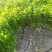山芹苗基地量大从优山芹菜四季小香芹