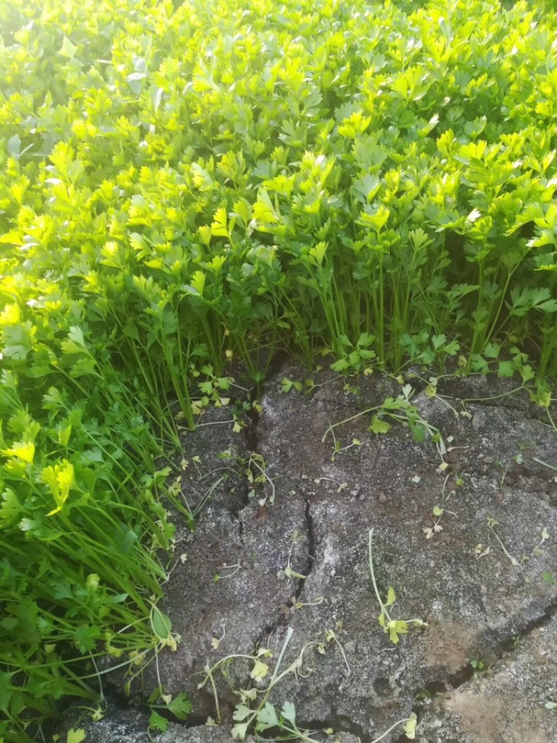 山芹苗基地量大从优山芹菜四季小香芹