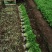 山芹苗基地量大从优山芹菜四季小香芹