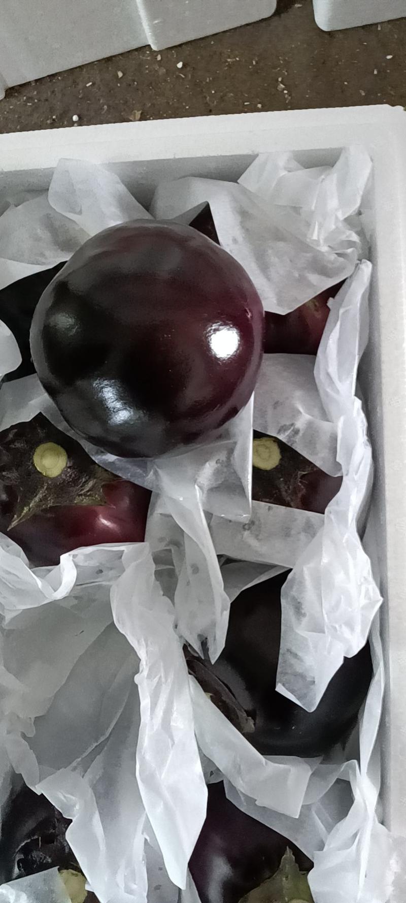 紫光圆茄，色泽鲜亮，个头均匀，品相好，产地货源，价格低廉