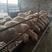 高产绵羊品种湖羊，湖羊基础母羊，活苗羊羔，种羊全国发货