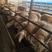 高产绵羊品种湖羊，湖羊基础母羊，活苗羊羔，种羊全国发货