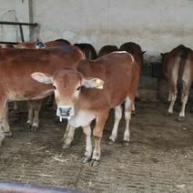 小牛犊黄牛犊牛苗，牛崽育肥小公牛，全国10头包送送铡草机