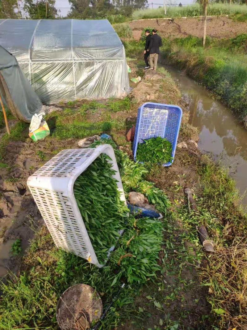 10亩空心菜基地转让