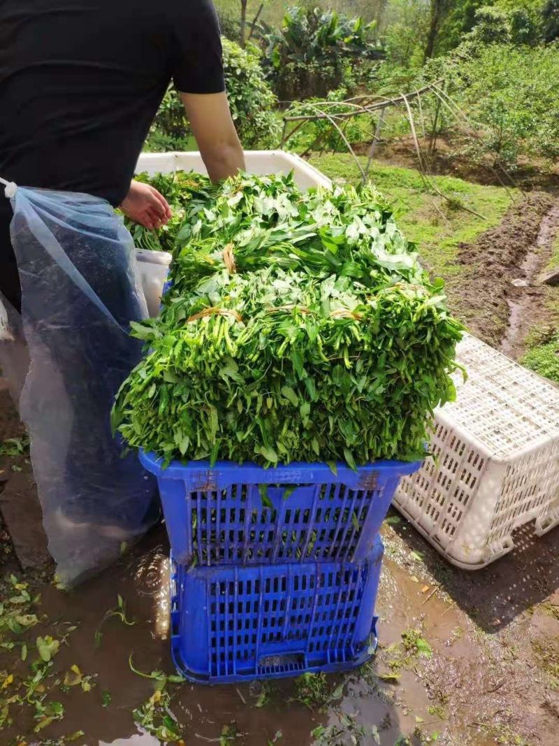 10亩空心菜基地转让