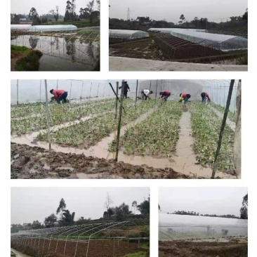 10亩空心菜基地转让