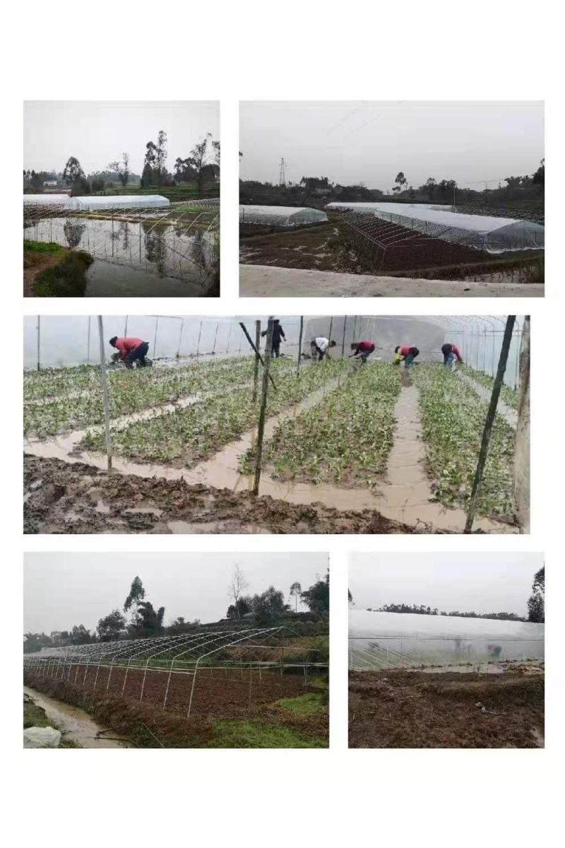 10亩空心菜基地转让